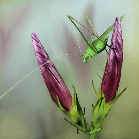 Katydid