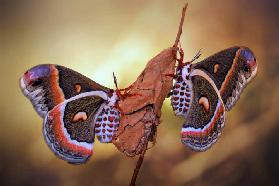 Robin moths