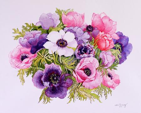 Anemones 2001