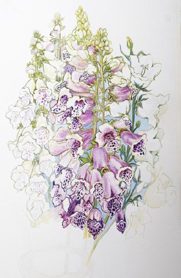 Foxgloves and White Campanulas 2012