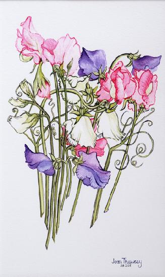 Ten Sweet Peas with Tendrils 2012