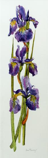 Three Irises with Leaves 2010