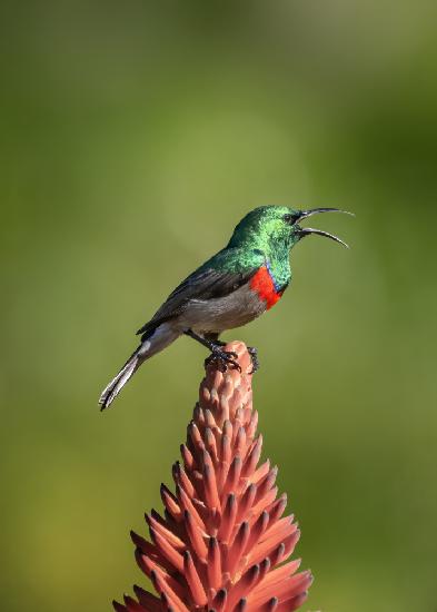 Der singende Sonnenvogel