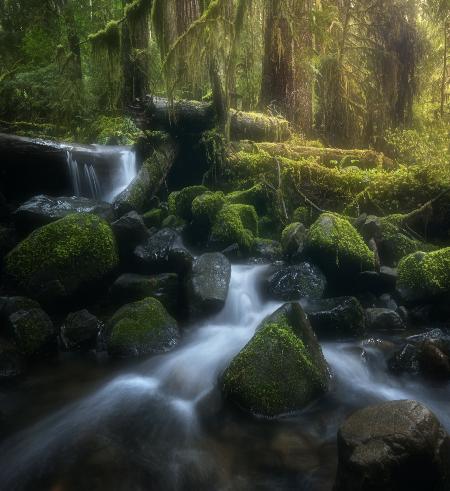 Sol Duc Cascade im Frühling