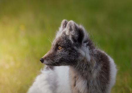 Vulpes lagopus oder Polarfuchs A730564