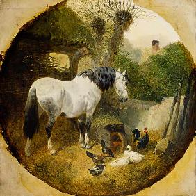 A Carthorse eating hay from a wheel-barrow in a farmyard