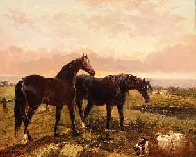 Two horses grazing at sunset