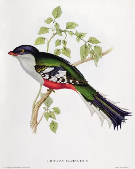 Trogon Temnurus