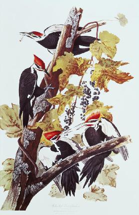 Pileated Woodpeckers