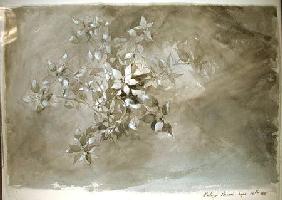 Study of foliage 1845  &