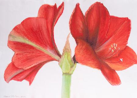 Amaryllis 2015