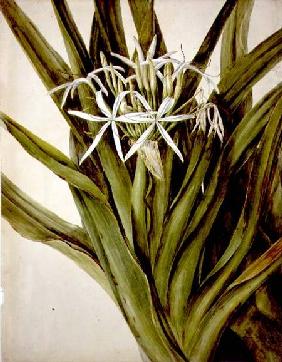 The Murray Lily, cirinum pedunculatum 1808