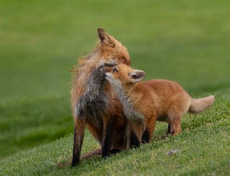 roter Fuchs