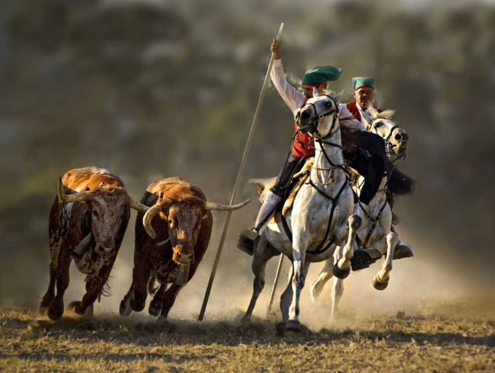 Campinos von Portugal