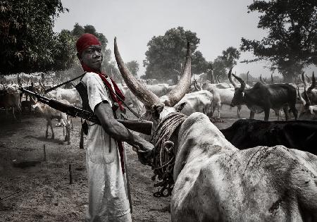 Schutz der Tiere in einem Mundari-Rinderlager – Südsudan