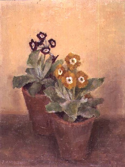 Primulas  von Joyce  Haddon