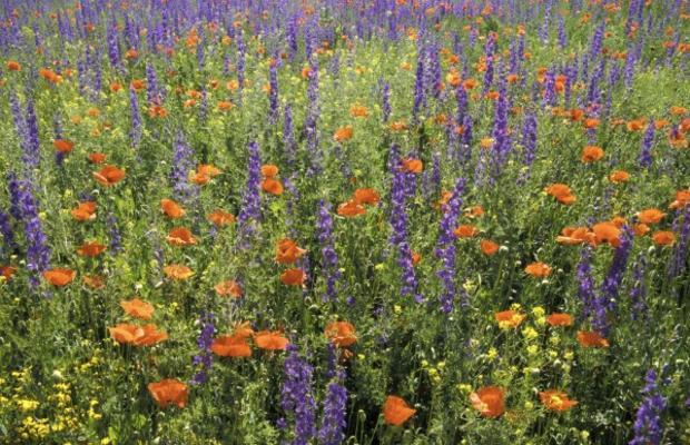 BLUMENWIESE von Jürgen Rei