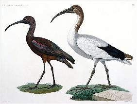 Ibises, from ''Description de l''Eypte''