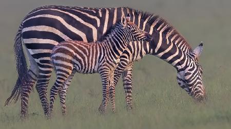 Baby-Zebra