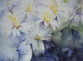 Daisies, Shasta