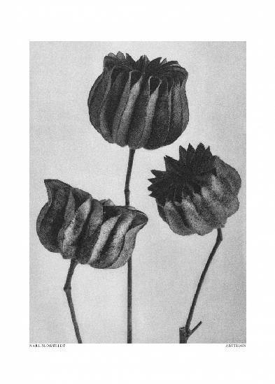 Abutilon (Lindenmalve