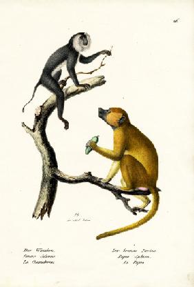 Grey Langur 1824