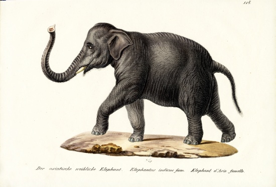 Indian Elephant von Karl Joseph Brodtmann