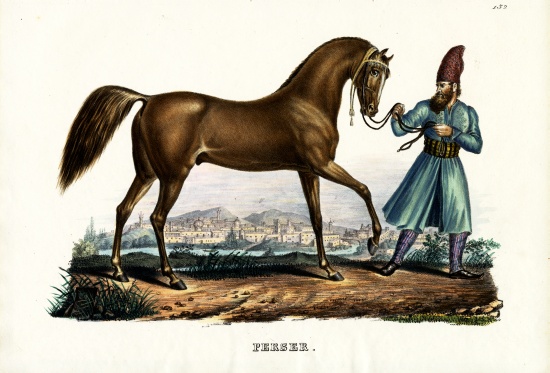 Persian Horse von Karl Joseph Brodtmann