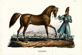 Persian Horse 1824