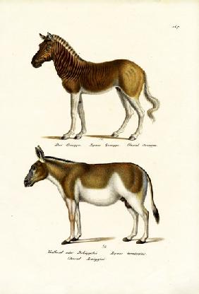 Quagga 1824