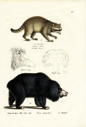 Raccoon 1824