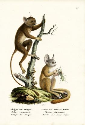 Senegal Bushbaby 1824