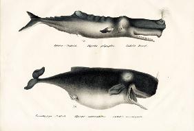 Sperm Whales 1824
