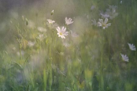 Eine Lichtung im Wald