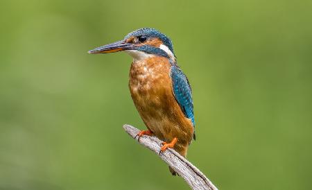 WEIBLICHER EISVOGEL