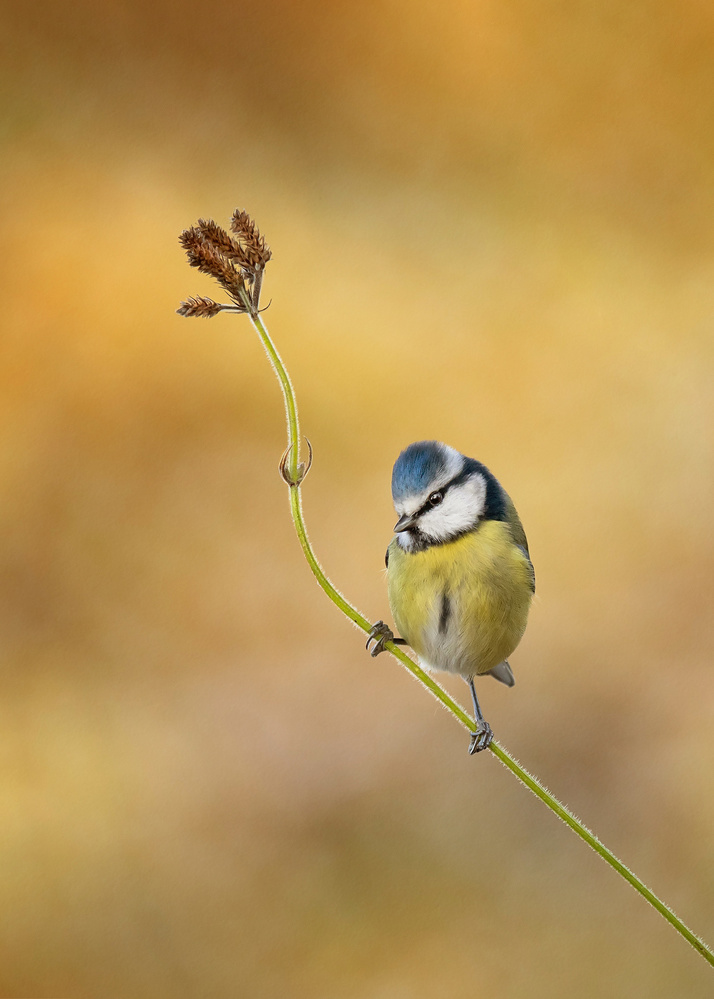 Blaumeise Winterlicht von Kieran O Mahony AIPF