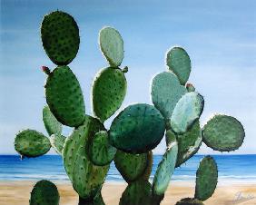 Nopal de la Mar 2006