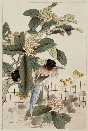 Blue tailed birds among the blossom from Bunrei Kacho Gafu 1885