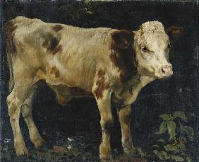 Ein Bullenkalb 1876