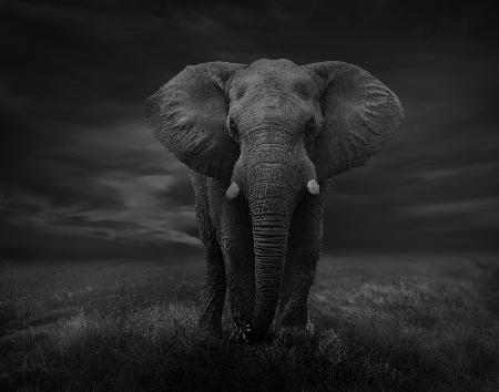 Der einsame Elefant