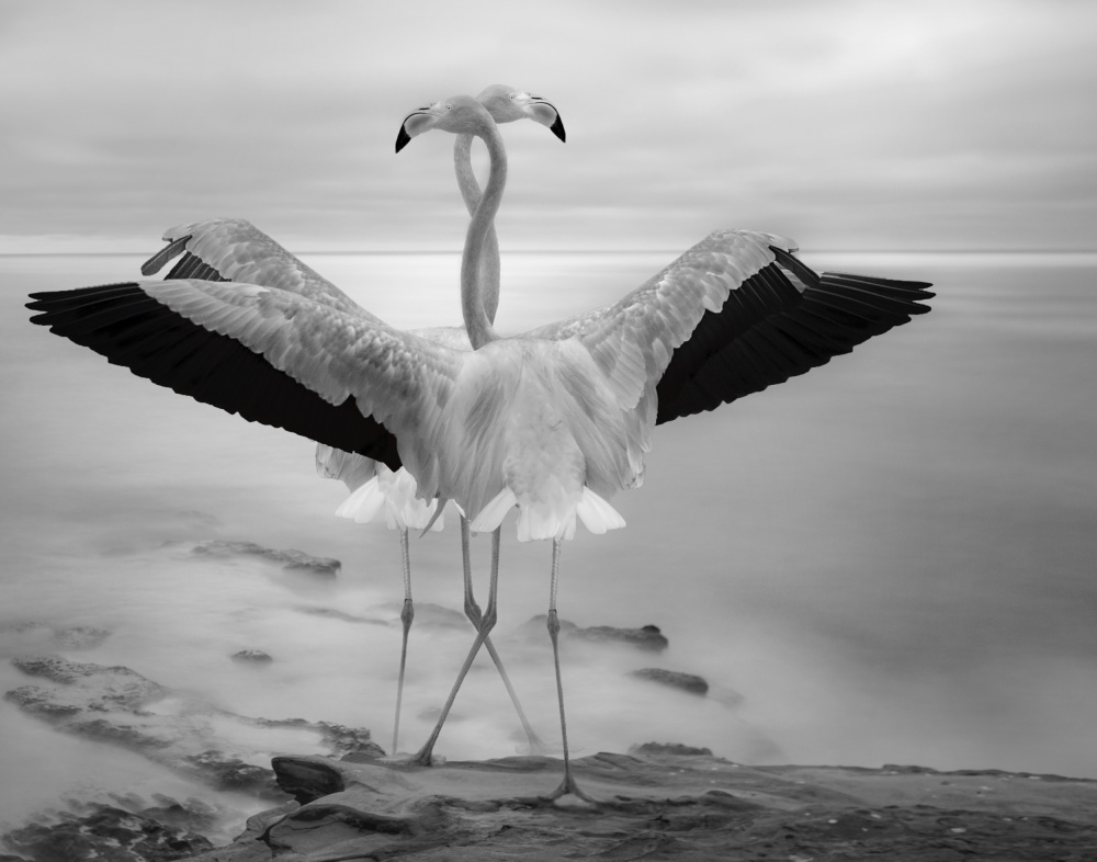Duett der Flamingos von Krystina Wisniowska