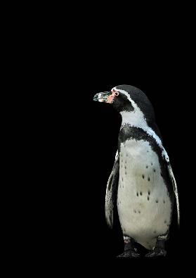 Pinguin II