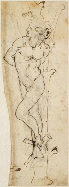 Study of St. Sebastian 1480-81  &