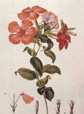 Lychnis coronaria, from `Thesaurus Botanicus' 1819