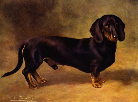 The Dachshund Earl Satin