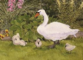 Swan and Cygnets