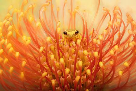 Lemur-Laubfrosch in einer tropischen Protea-Blume