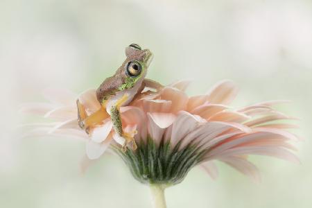 Lemurenfrosch auf einer Gerbera-Blume