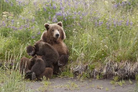 Mama Bär stillt in den Lupinen