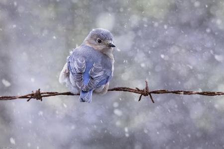 Östlicher Blauvogel